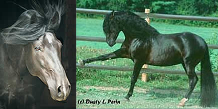 Pure Spanish Homozygous Black Stallion - REGALIZ 